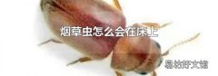 烟草虫怎么会在床上