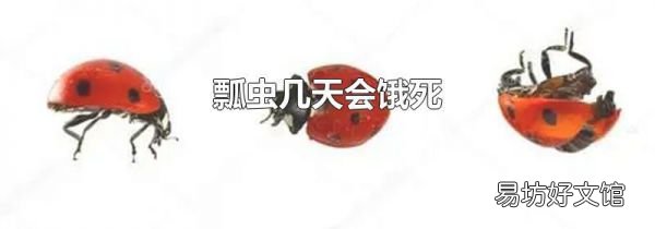 瓢虫几天会饿死