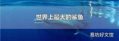 世界上最大的鲨鱼