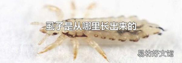 虱子是从哪里长出来的