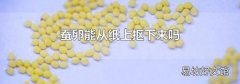 蚕卵能从纸上抠下来吗