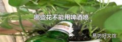 哪些花不能用啤酒喷