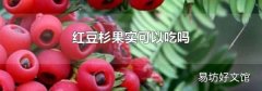 红豆杉果实可以吃吗