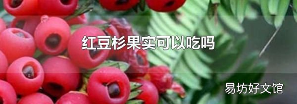 红豆杉果实可以吃吗