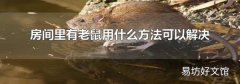 房间里有老鼠用什么方法可以解决