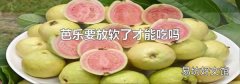 芭乐要放软了才能吃吗