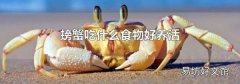 螃蟹吃什么食物好养活