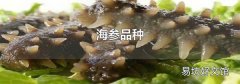 海参品种