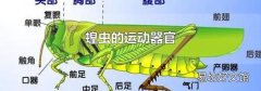 蝗虫的运动器官