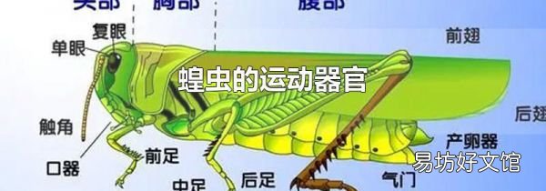 蝗蟲的運動器官