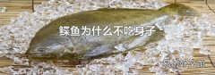鲽鱼为什么不吃身子