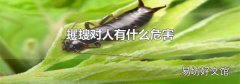 蠼螋对人有什么危害
