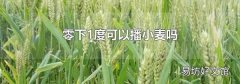 零下1度可以播小麦吗
