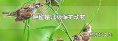 麻雀是几级保护动物