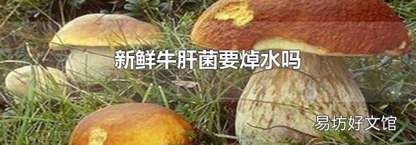 新鲜牛肝菌要焯水吗