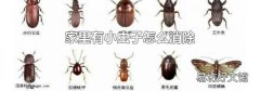 家里有小虫子怎么消除