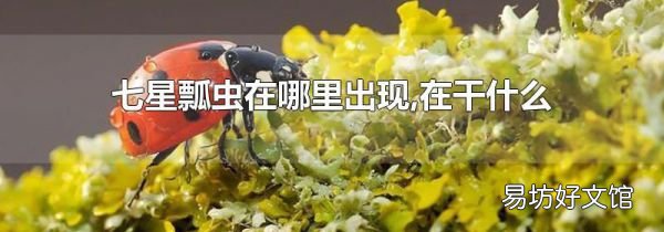 七星瓢虫在哪里出现,在干什么