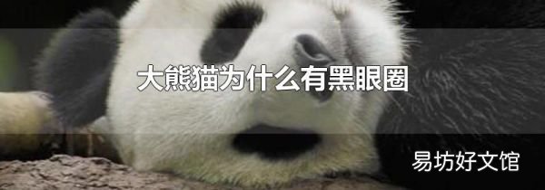 大熊猫为什么有黑眼圈