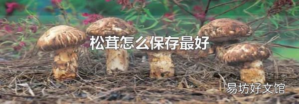 松茸怎么保存最好