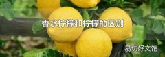 香水柠檬和柠檬的区别