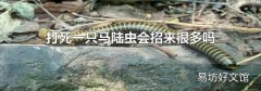 打死一只马陆虫会招来很多吗