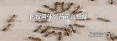 蚂蚁用什么药可以根除