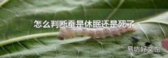怎么判断蚕是休眠还是死了