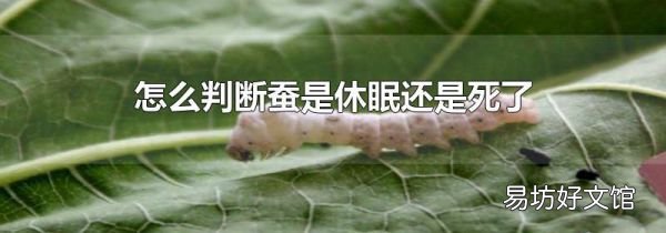 怎么判断蚕是休眠还是死了