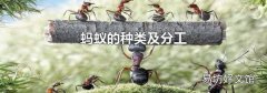 蚂蚁的种类及分工