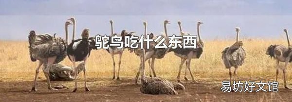 鸵鸟吃什么东西