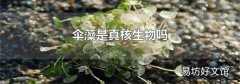 伞藻是真核生物吗