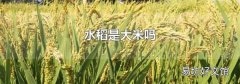 水稻是大米吗