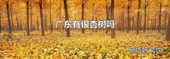 广东有银杏树吗