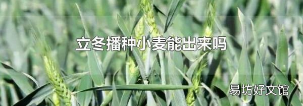 立冬播种小麦能出来吗