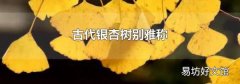 古代银杏树别雅称