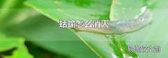 蛞蝓怎么消灭