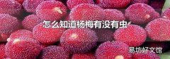 怎么知道杨梅有没有虫