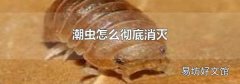 潮虫怎么彻底消灭