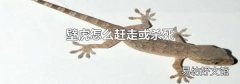 壁虎怎么赶走或杀死