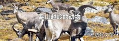 翻山越岭的动物