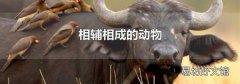 相辅相成的动物