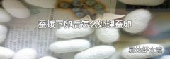 蚕蛾下卵后怎么处理蚕卵