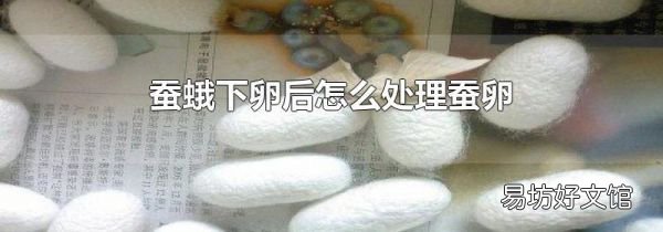 蚕蛾下卵后怎么处理蚕卵