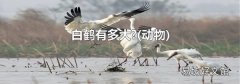 动物 白鹤有多大?