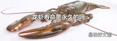 龙虾寿命是永久的吗