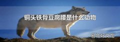 铜头铁骨豆腐腰是什么动物