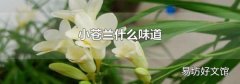 小苍兰什么味道