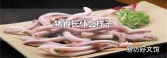 猪鞭长什么样子