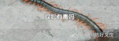 蜈蚣有毒吗