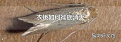 衣蛾如何彻底消灭